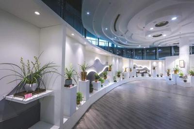 這種蘭花國內已幾十年未見!上海國際蘭展70多種珍稀瀕危蘭花綻放,一度失傳的后翠蟾亮相